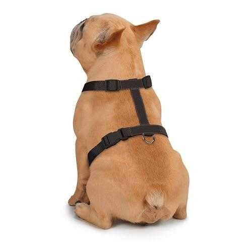 Zack and Zoey Butterfly Glow Wings Dog Harness Costume