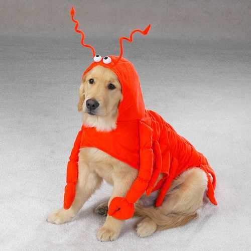 Lobster Dog Halloween Costume by Casual Canine
