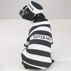 Prisoner Dog Halloween Costume by Casual Canine