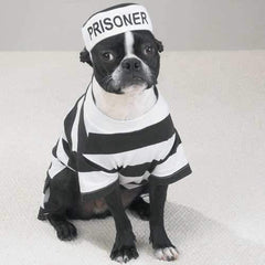 Prisoner Dog Halloween Costume by Casual Canine