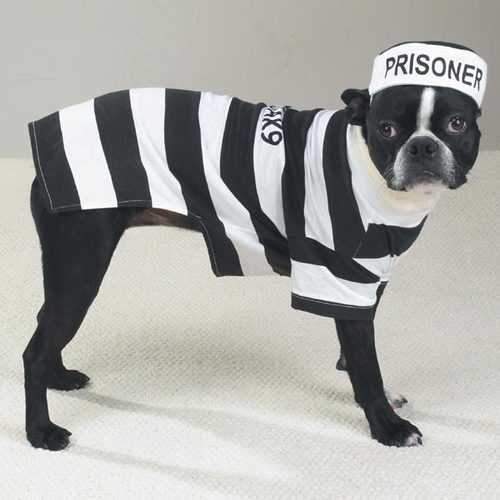 Prisoner Dog Halloween Costume by Casual Canine