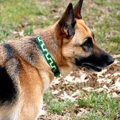 Dublin Lots O'Luck Dog Collar