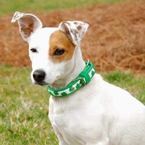 Dublin Lots O'Luck Dog Collar