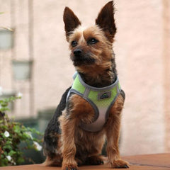 American River Choke-Free Dog Harness - Limestone Gray Ombre
