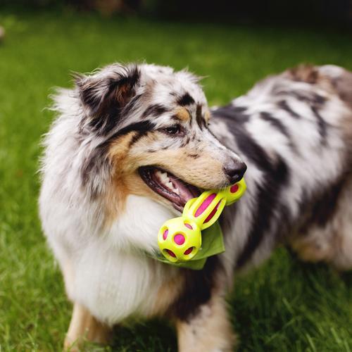 Outward Hound Splash Bombz Bone Dog Toy