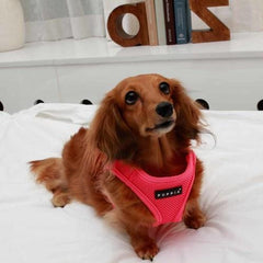 Neon Mesh Soft Dog Harness Vest by Puppia - Pink