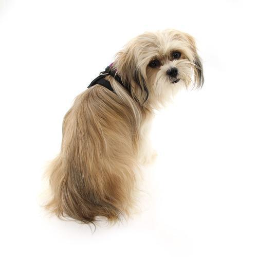Basic Soft Harness by Puppia - Purple