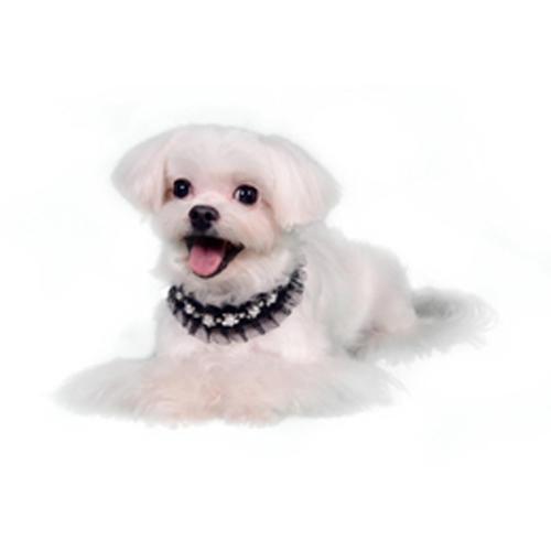 Lila Deco Dog Collar