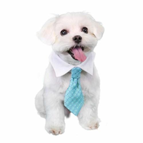 Adrian Dog Shirt Collar and Tie - Blue