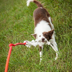 Tether Tug Dog Toy