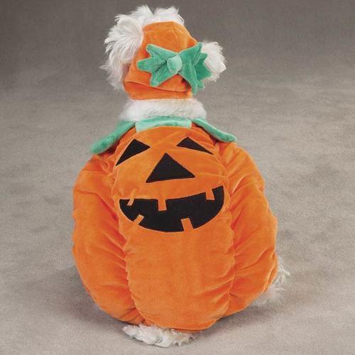 Pumpkin Pooch Costume for Dogs by Zack and Zoey