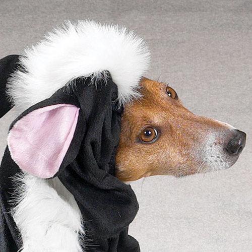 Lil' Stinker Skunk Dog Halloween Costume