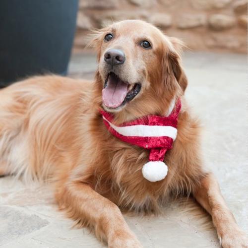 ZippyPaws Fuzzy Holiday Dog Scarf - Red