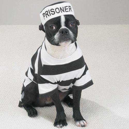 Prisoner Dog Halloween Costume by Casual Canine