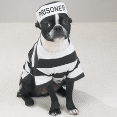 Prisoner Dog Halloween Costume by Casual Canine